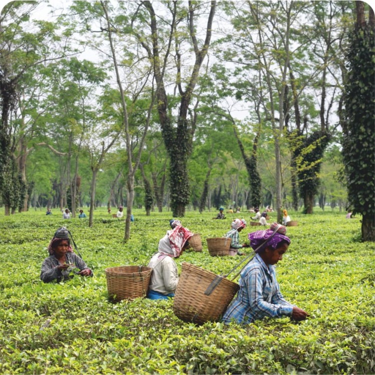 assam foto.jpg