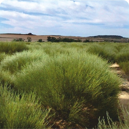 Rooibos foto.jpg