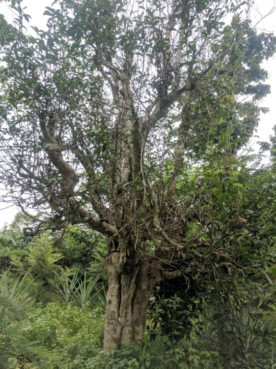 Manipur7.jpg