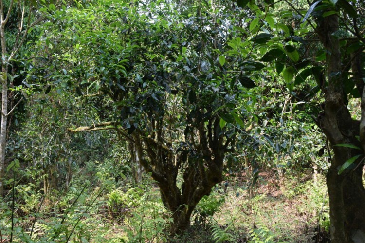Manipur8.jpg