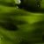 olej-matcha-z-bliska-3.webp