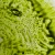 olej-matcha-z-bliska-4.webp