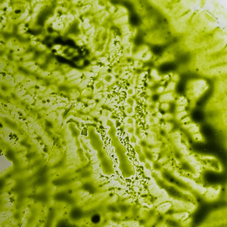 olej-matcha-z-bliska-4.webp