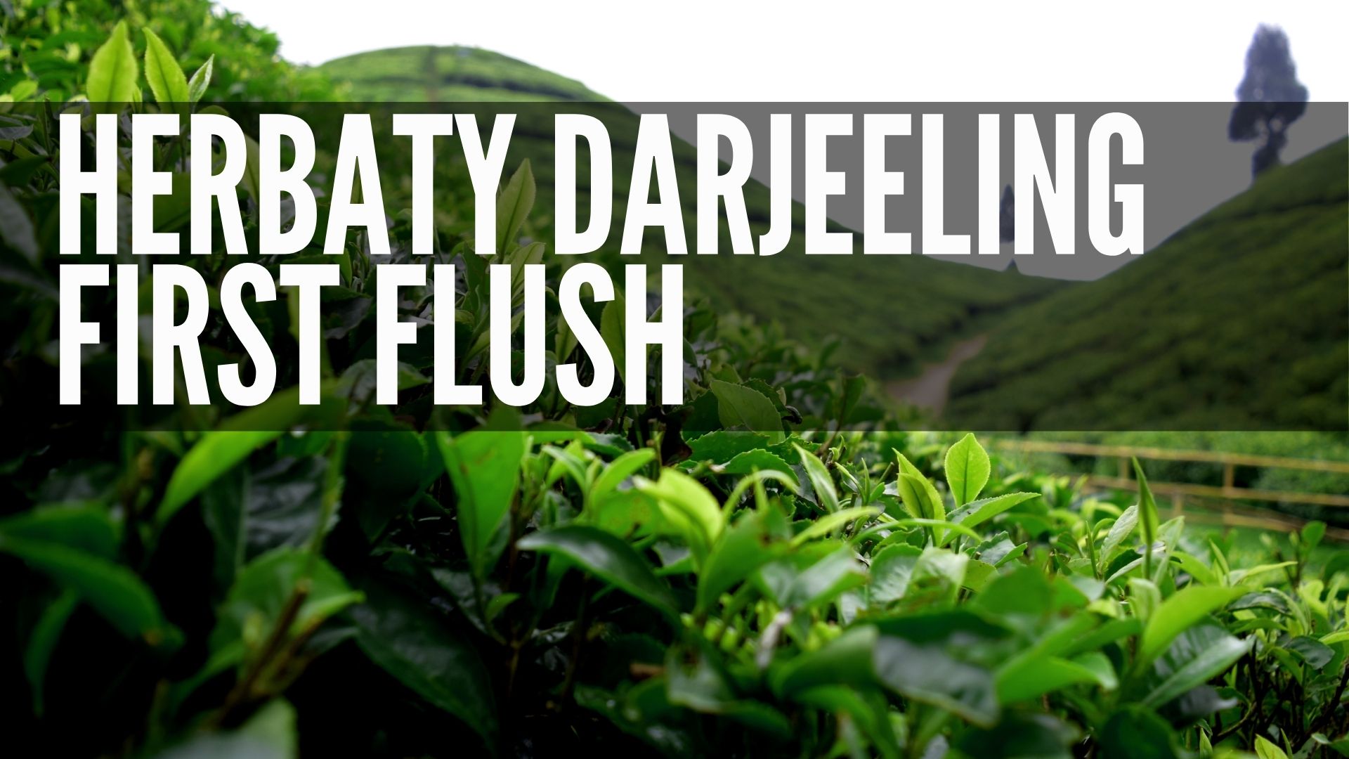 Darjeeling First Flush — czyli wyśmienita czarna herbata z pierwszych zbiorów.